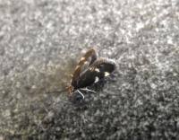 Image result for Telechrysis tripuncta