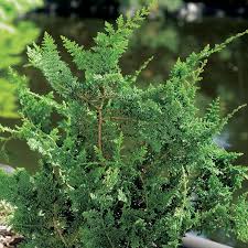 Vermiete komfortable 1 zimmer wohnung, zum 13.07.2021 nur wochen oder monatsweise. Indoor Zypressen Als Originaler Neujahrsbaum Lawson Zypresse Elwoody Und Grossfruchtige Zypresse Hausliche Pflege Elwoody Cypress Care