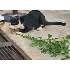 Selain itu perkawinan kucing tidak bisa di paksa kan dan berjalanan dengan sendirinya. Pokok Kucing Galak Catnip Shopee Malaysia