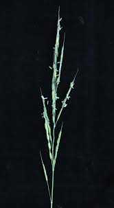 Image result for Oryza longistaminata