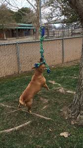 Spring Pole By Springpole247 On Etsy Dog Backyard Outdoor Dog Toys Dog Toys