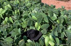 Image result for Mucuna