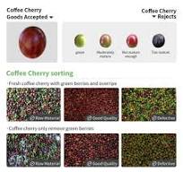Coffee Cherry Color Sorter – colour sorting machine ...