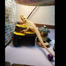 Any landscaper or gardener should know how to kill a tree stump naturally and effectively. Reptiles Amphibians Petforu Reptile Hide Tree Stump Shaped Pet Habitat Decor Hideouts Reptile Cave Turtle House Pet Supplies