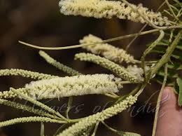 Image result for Acacia polyacantha
