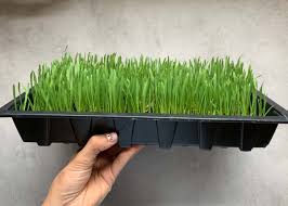It has been really interesting to growing wheat for the first time, with quite different needs while growing and quite labour intensive to harvest. How To Grow Wheatgrass At Home With Without Soil Alphafoodie
