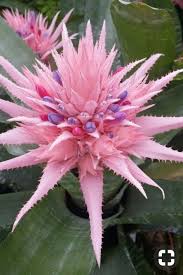 Never selfish with her talents, sue has authored three floral and landscape books that offer tips and insight to help new and curious photographers perfect their techniques. Pin By Silke Hanf On Fiori Unusual Flowers Strange Flowers Beautiful Flowers