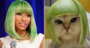 Blac Chyna Monster Nicki Minaj Nicki Minaj And Lime Cat Funny Meme Pictures Funny Animals Cat Dressed Up