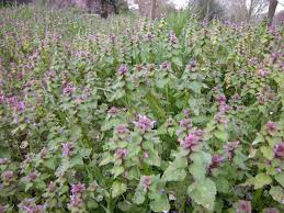 Dead nettle, yellow lamium lamiastrum galeobdolon family: Red Dead Nettle Lamium Purpureum Jeremy Bartlett S Let It Grow Blog