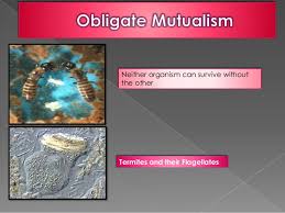 We did not find results for: Mutualism And Neutralism