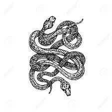 Snake tattoos are one tattoo design that you will find hard to ignore in spite of the fact that is not one of the mainstream tattoo designs. Dotwork Two Snakes Vector Illustration Of T Shirt Design Tattoo Hand Drawn Sketch Royalty Free Cliparts Vectors And Stock Illustration Image 110244187