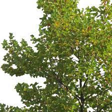 Pin On Trees Silhouette Other