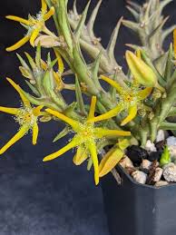 Image result for Orbea rogersii