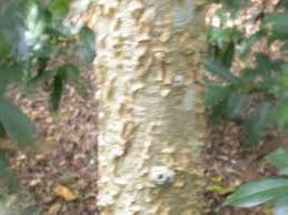 Image result for Kirkia