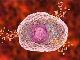 Image result for Mast Cell