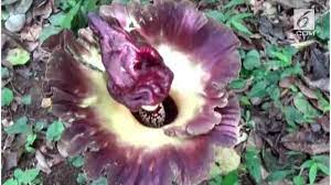 Bunga rafflesia arnoldi tidak akan pernah meninggi, salah satunya dikarenakan tumbuhan ini hanya memiliki bunga. Berita Raflesia Arnoldi Hari Ini Kabar Terbaru Terkini Liputan6 Com
