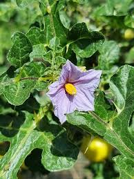 Image result for Solanum linneanum