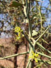 Image result for Balanitaceae