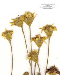 Image result for Dyssodia