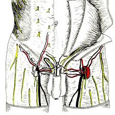 We did not find results for: Topographische Anatomie