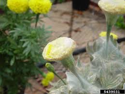 What S Wrong With My Plant Garden University Of Minnesota Extension