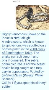 Raleigh police department sent out an urgent alert tuesday morning after the zebra cobra was spotted on. 4wtgabzbto1c3m