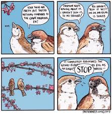 3 626 Likes 32 Comments False Knees Falseknees On Instagram Sparrow Spoiler Falseknees Passerdomesticus Comic Funny Animal Comics Cute Comics Comics