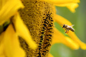 24, mandatory restrictions on social gatherings, including cohorts, apply across alberta: Alberta Beekeepers Hit By Hard Winter And Covid 19 Restrictions Albertaprimetimes Com