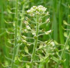 Peppergrass Pictures Flowers Leaves And Identification Medicinal Weeds Edible Plants Edible Wild Plants