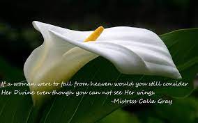 Pin By Mysensualthought On Poetry Calla Lily Flowers Lily Wallpaper Calla Lily