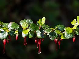 Image result for Faurea discolor