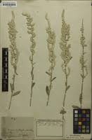 Image result for Aerva leucura