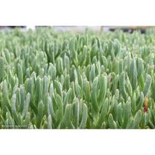 Image result for Carpobrotus
