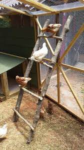 mr self destruct s coop chicken ladder chicken house keeping chickens