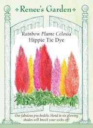 Image result for Celosia pandurata