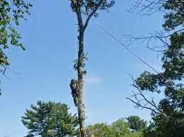We have been leaders in the local. North Andover Tree Services Jb Perry S Arbor Care Tree Co Inc