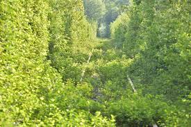 Administrația locală din obreja nu reuşeşte să profite însă de pe urma frumuseţii şi notorietăţii sale în creştere. Tunelul Iubirii Unul Dintre Cele Mai Romantice Locuri Din Romania Pe Cale De DispariÈ›ie Europa Fm