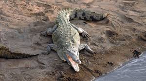 Maybe you would like to learn more about one of these? Tarcoles Crocodile Bridge In Costa Rica Youtube