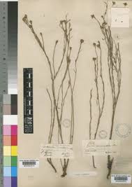 Image result for Gnidia microcephala