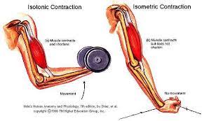 Koncentrisk Kontraktion Google Meklesana Muscle Contraction Muscle Muscular Strength Exercises