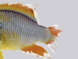Fish fungus is another common disease that affects fish. How To Treat Fungus And Bacteria In Aquarium Fish Pond Aquarium Problem Solver