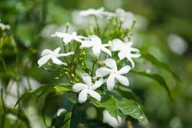 I would like to explain some of the key differences in the more common varieties but as of yet the primary differences lay in the flowers and my plants are not flowered yet so i … 10 Types Of Jasmine Flowers Can You Guess Them All Home Stratosphere