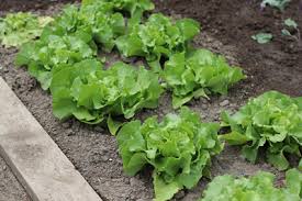 Shop 2, ground floor, aeon complex, opp. Schnittsalat Pflucksalat Anbau Aussaat Pflege Und Ernte Gartendialog De