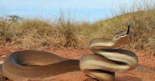 Olive Python Liasis Olivaceus Snake Photos Reptile Snakes Python