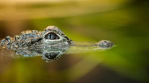 Woman bitten by alligator while swimming in Florida river: Officials