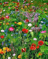 Fruhlingsblumen Bilder Inspirieren Fur Ein Farbenfrohes Design Bilder Design Farbenfrohes Fruhlingsbl Wildflower Garden Wildflower Seeds Flower Garden