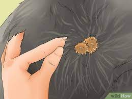 Apr 28, 2021 · brush the burr sideways and upward toward the end of the stroke, using your fingers to loosen the burr at the end. How To Get Burrs Out Of Dog Hair 10 Steps With Pictures