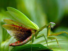 Check spelling or type a new query. Praying Mantis Ez Gro Garden
