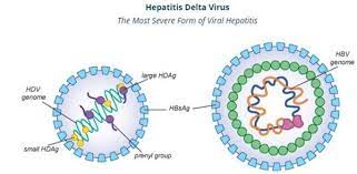 What Is Hepatitis D