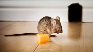 Because mice urinate to mark their territory, they contaminate food and can cause outbreaks of food poisoning. How To Get Rid Of Mice 12 Easy Ways Using Cat Litter Humane Traps And More Real Homes